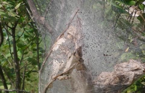 Spider webs infestation on tree. Need help!