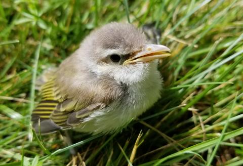 Fledgling Bird