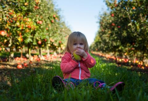 Girl eating apple in an orchard