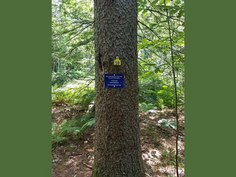 The NH Big Tree Grafton County Champion Tamarack is growing at the Quincy Bog Natural Area in Rumney.