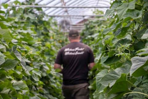 A man in a black t-shirt stands in the center of rows of vegetable plants in a greenhouse. The leaves on the plants are in focus in the foreground. The man is slightly out of focus. He is walking away from the camera.