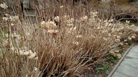 H. macrophylla early spring cape cod