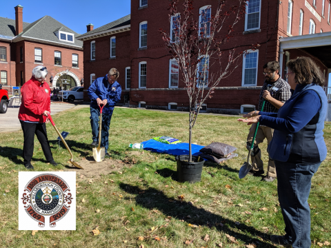 tree planting