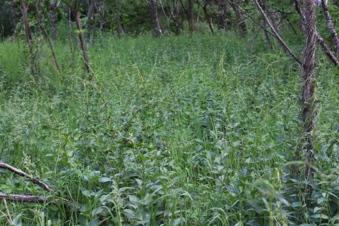 Invasive In The Spotlight Swallow Wort Extension