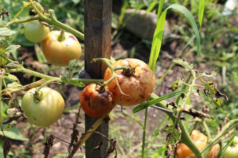 Vine Tomatoes