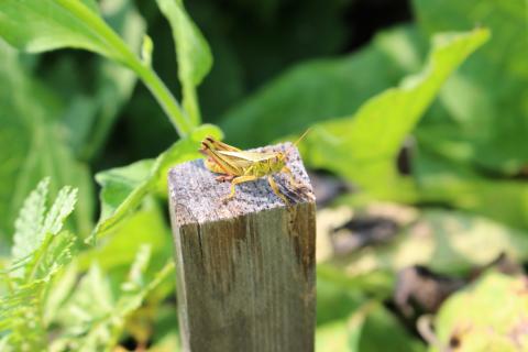 grasshopper on a post