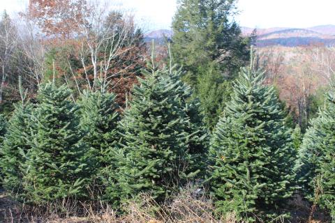 Jeff Taylor’s Christmas tree farm