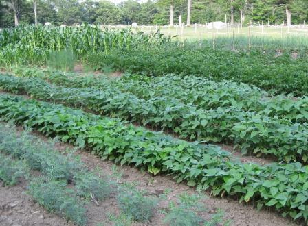 Preparing a Vegetable Garden Site