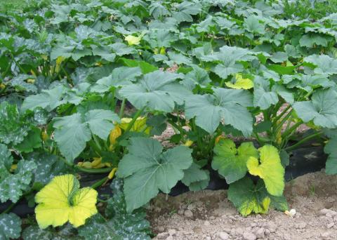 making my squash (or pumpkin) leaves bright yellow??? |