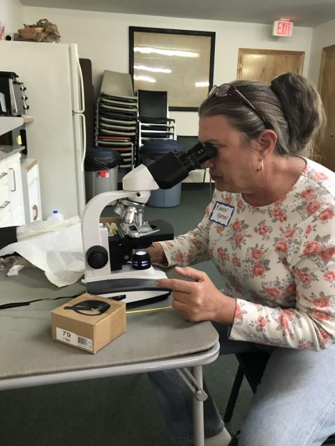 A trained diagnostician looks under the microscope at a sample of honeybees.