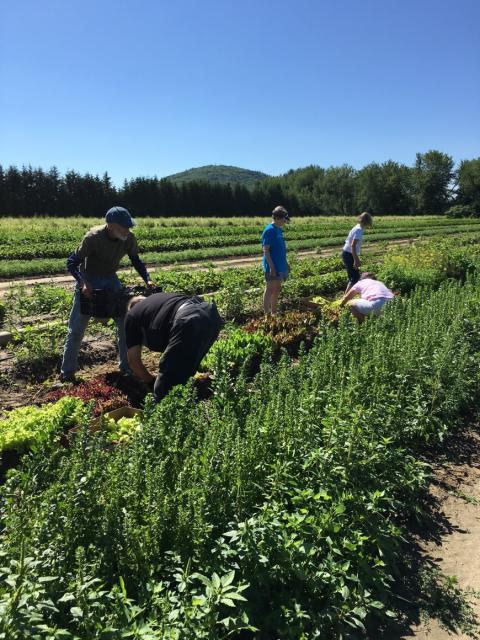 Volunteers pick produce from a farm field