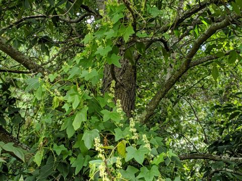 cucumber vines