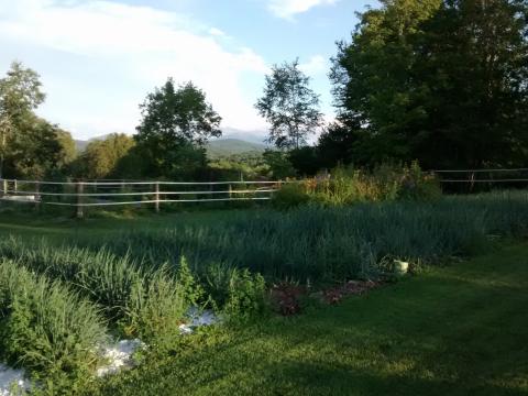 Evelyn Hagan's Garden