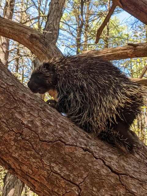 porcupine in a wolf tree