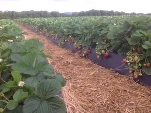 strawberry bed