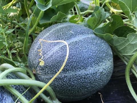 Growing melons in New Hampshire | Extension