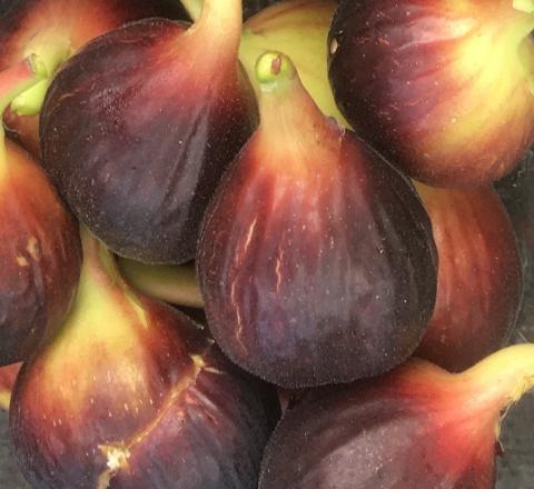 Adriatic JH Fig Tree – Naturally Grown