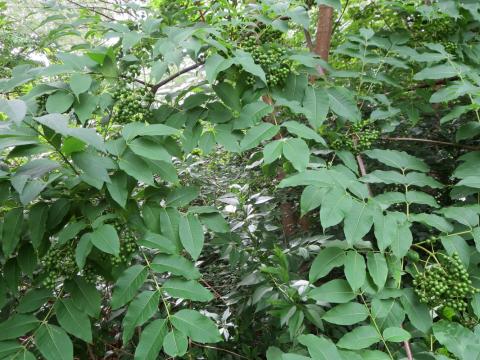 Mystery tree with compound leaves