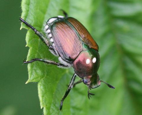 Japanese beetle, parastitized 