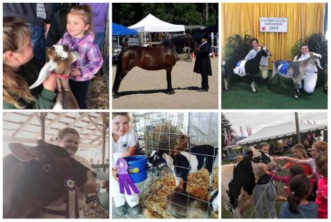 Collage of photos: Kailey Deighan with goats, cows and a horse at fairs