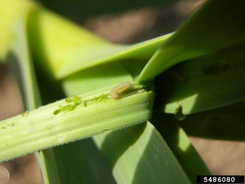 Leek moth larvae, photo taken by Mariusz Sobieski