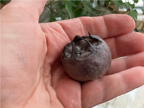 medlar fruit