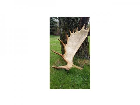 Moose Antler Shed Hunting