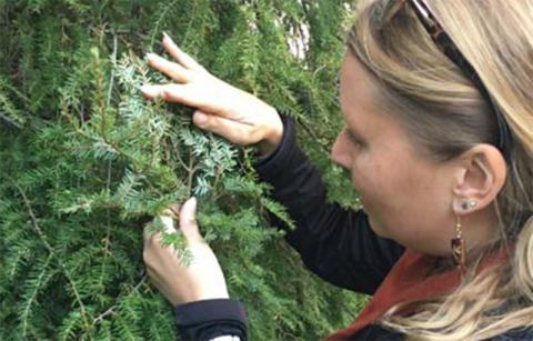 inspecting a hemlock tree for hemlock woolly adelgid