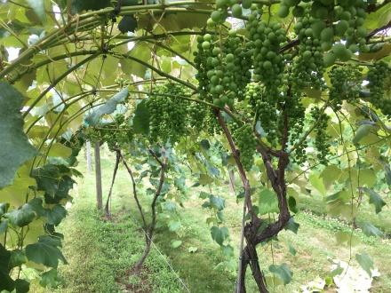 Pruning and Training Grapes in the Home Vineyard fact sheet