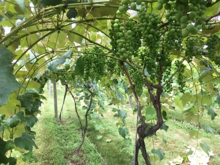 Training And Supporting Grapevines For Increased Fruit Production