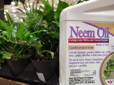 neem oil for plants