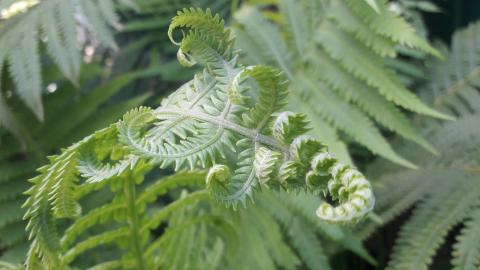 fern