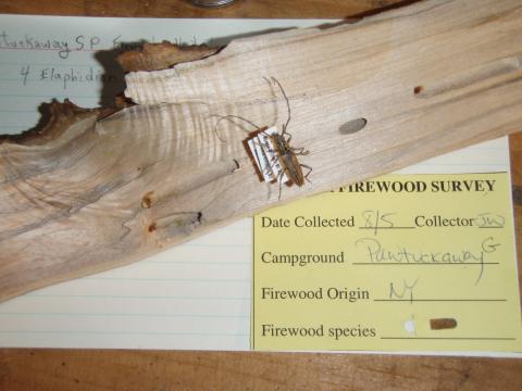 sample of firewood collected from out-of-state and a beetle that emerged from the firewood