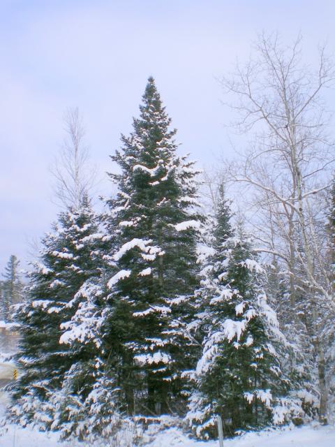 Red & White spruce in winter photo by Anne Krantz