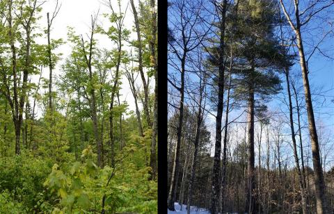 Rehabilitated Forest before and after