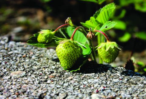 Close-up of a growing strawberry plant