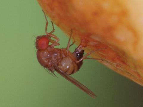 SWD female lays an egg in cherry. Photo: Betsy Beers WSU