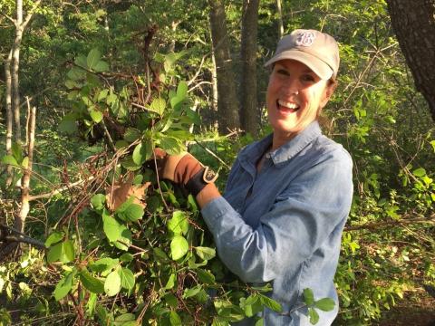 a woman helping to remove glossy buckthorn--an invasive plant