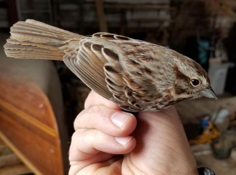 Song Sparrow