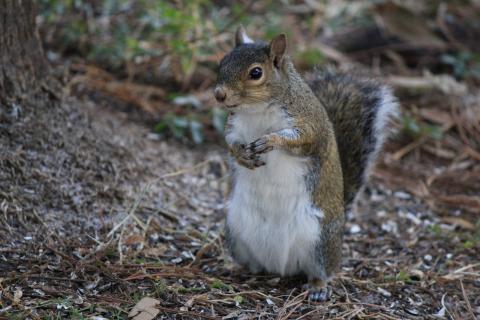 gray squirrel breeding