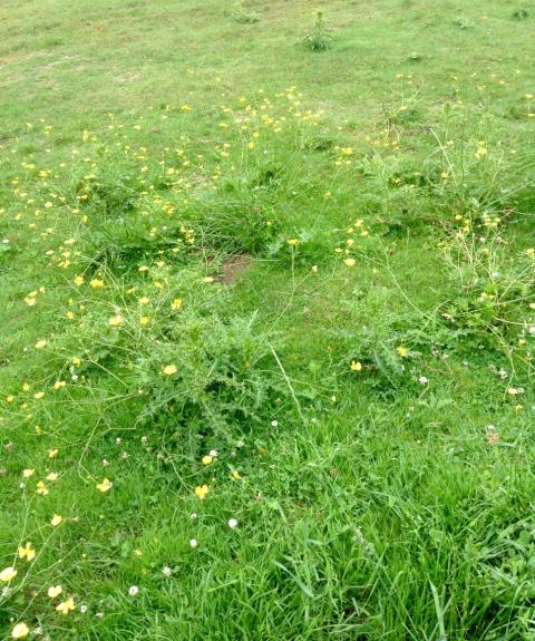 wweds growing in a poorly-managed pasture
