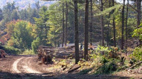 A timber logging operation. A number of timber logs are stacked together. Behind them is a trailer.