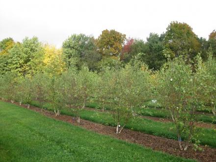 Tree and store shrub fertilization