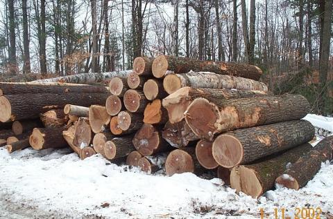 pile of logs