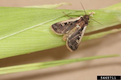 Western bean cutworm adult on corn ear. Photo credit: Adam Sisson, Iowa State University, bugwood.org