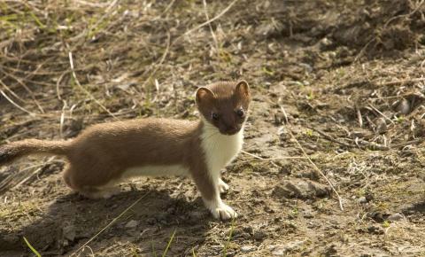 Short-tailed Weasel in Summer