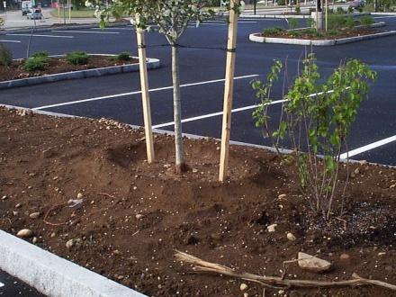Use Plastic Bags for Planting Trees in Your Garden