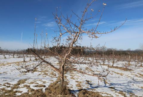 apple tree in snowy orchard