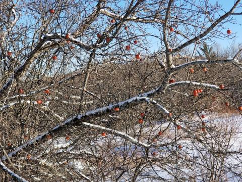 Winter Apple Tree