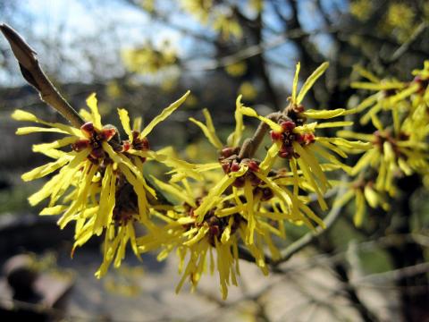 Witch Hazel